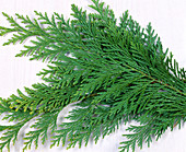 Branches of Chamaecyparis (yellow cypress)