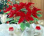 Euphorbia pulcherrima 'Silverstar Red', poinsettia