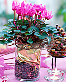 Cyclamen persicum, cyclamen in glass with gold foil, bean seeds and pepper