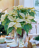 Euphorbia pulcherrima 'Silverstar Marble' (poinsettia) with Christmas table decoration