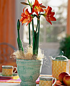 Hippeastrum hybr. 'Komos Sunshine'