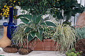 Terracotta-Kasten mit Hosta (Funkie), Carex 'Evergold' (Buntsegge)