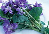 Bouquet of Viola Suavis 'La Violetta'