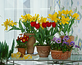Tulpen, Viola und Primula