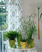 Pogonatherum 'Buxus' (indoor bamboo)