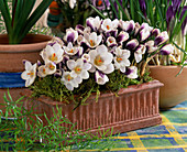 Crocus 'Prinz Charles'