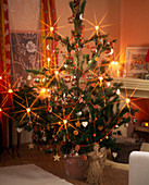 Pinus (Kiefer) als Weihnachtsbaum