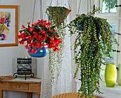 Hanging baskets, Rhipsalidopsis (Easter cactus)