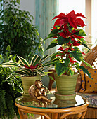 Euphorbia pulcherrima (Weihnachtsstern)
