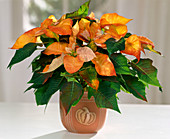 Euphorbia pulcherrima 'Fantasiesterne' in Orange