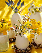 Enteneier als Vasen mit Schneeglöckchen, Mimosen, Traubenhyazinthen und Narzissen