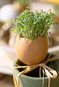 Chicken egg with sown cress