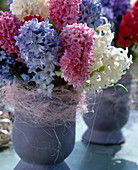 Bouquet of Hyacinthus orientalis