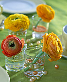 Ranunculus asiaticus, Ranunkelblüten in Gläsern mit Kugeln