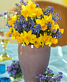 Narcissus hybrids, Muscari armeniacum (Grape Hyacinth)