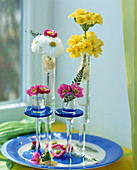 Flowers in jars: Bellis, daisies, primroses