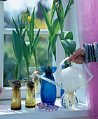 Tulips grown on water glass