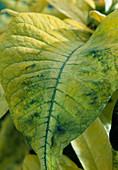 Euphorbia pulcherrima 'Fantasiestern' angesprühtes Blatt mit