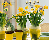 Narcissus 'Tete a Tete' (Narcissus)