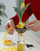 Tulipa greigii set on water glass