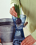 Hyacinths on glass