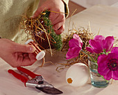 Anemone flowers in a duck egg: plastic pot with sagina wrapped in hay