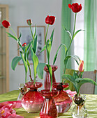 Tulip bulbs grown on hyacinth jars
