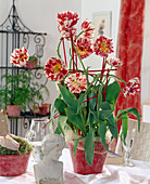 Tulipa (Tulpen) im roten Übertopf