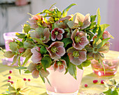 Helleborus Orientalis