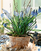 Muscari armeriacum / Traubenhyazinthe mit Federkranz