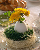 Taraxacum officinalis (Dandelion) in a duck egg in a sagina nest