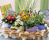 Ceramic eggs with bellis (daisies), muscari