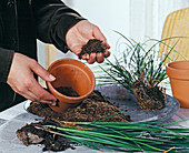 Propagation by dividing: Carex (grass)