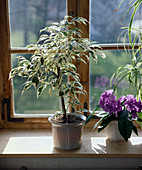 Ficus benjamina, Brunfelsia pauciflora var.