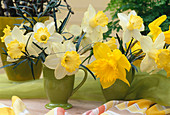 Narcissus (daffodils), small bouquets in coffee mugs
