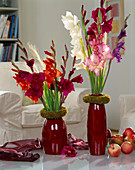 Gladiolus hybrids (gladioli)