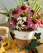 Rudbeckia purpurea (coneflower) with red and white flowers