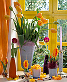 Tulipa hybr. (French tulips), Tulipa hybr. 'Flair'