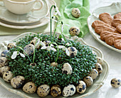 Seeded cress on a tray with quail eggs