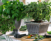 Salvia 'Icterina', basil, marjoram