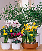 Spring arrangement with daffodils and cyclamen