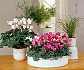 Cyclamen