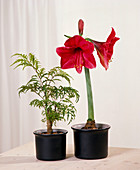 Hippeastrum hybrid