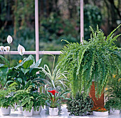 From lefts: Adiantum, Spathiphyllum, Chlorophytum