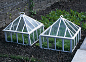 Small greenhouses for lettuce