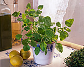 Lemon balm