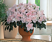 Azalea hybrid 'Luisa'