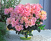 Azalea hybrid