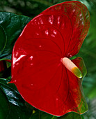 Anthurium hybrid 'Amigo'