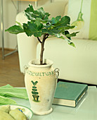 Ficus carica (fig)